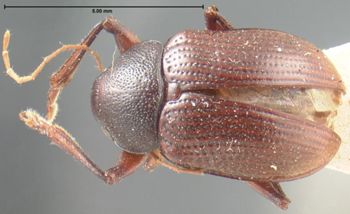 Media type: image; Entomology 9808   Aspect: habitus dorsal view